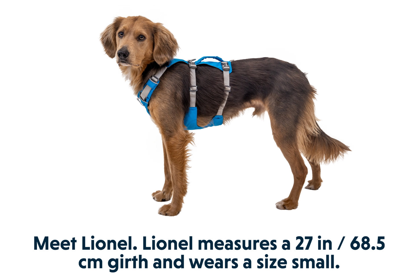 Flagline™ Dog Harness with Handle