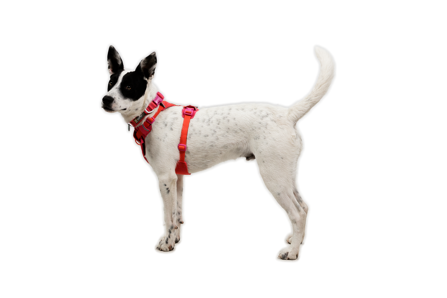 Front Range® Flex Harness