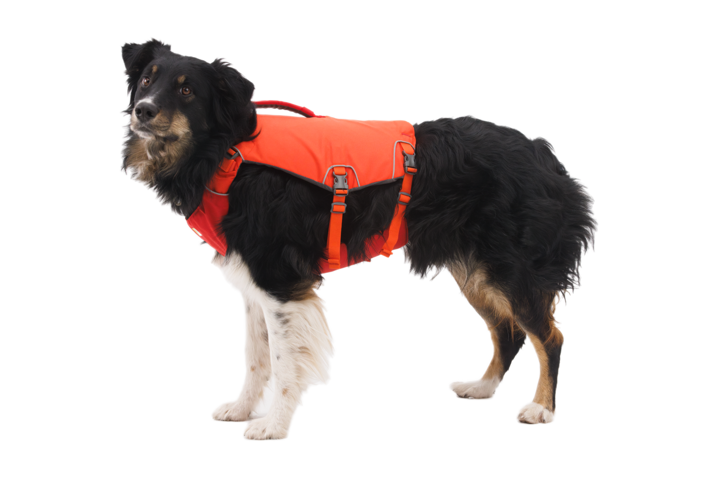 Confluence™ Dog Life Jacket